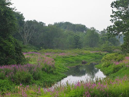 Town River